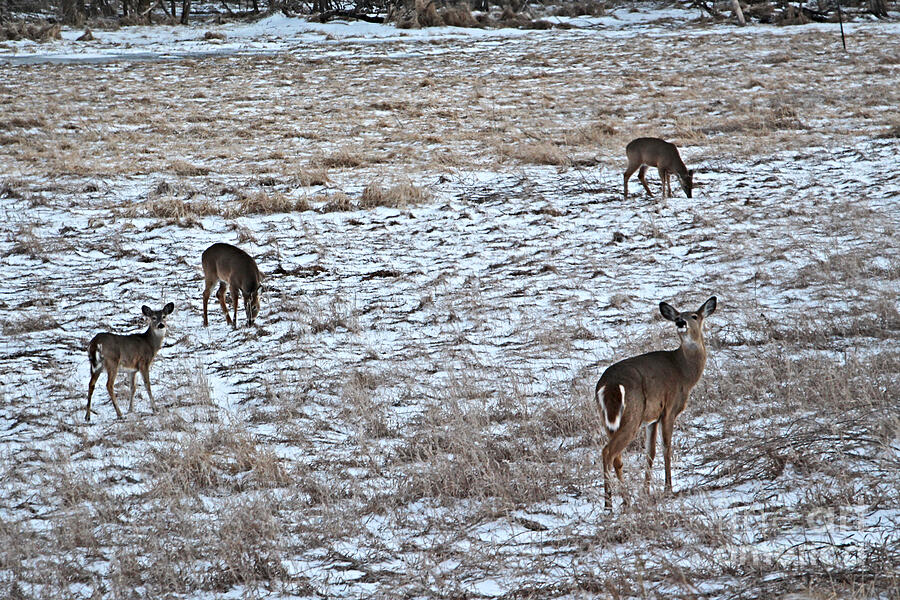 Doe Watching Over Triplets Photograph by Kathy M Krause