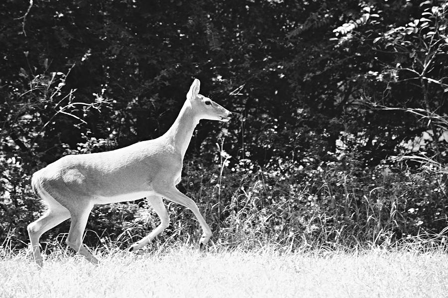 Doe White Tailed Deer Running Black and White Photograph by Gaby Ethington
