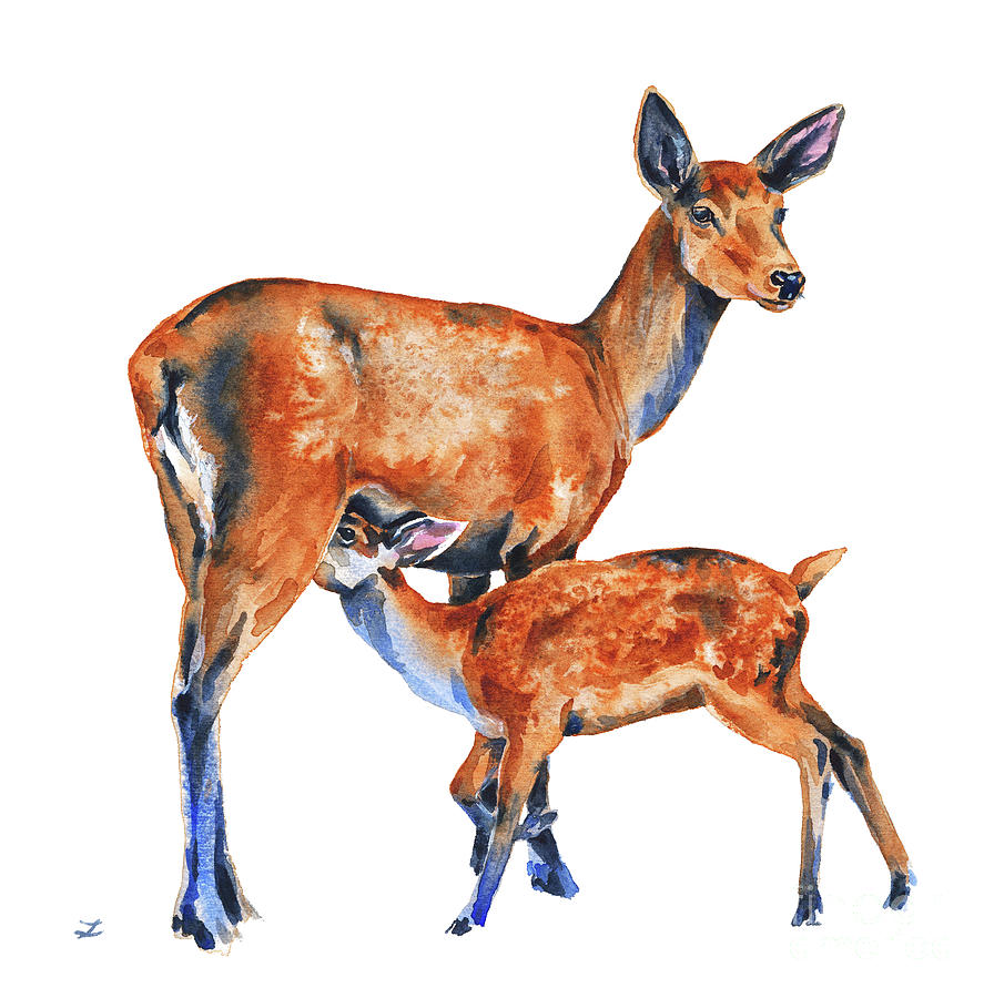 Doe With Feeding Fawn Painting