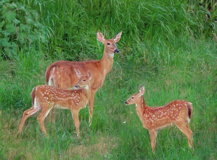 Doe with her Twin Fawns Photograph by Susan Hope Finley
