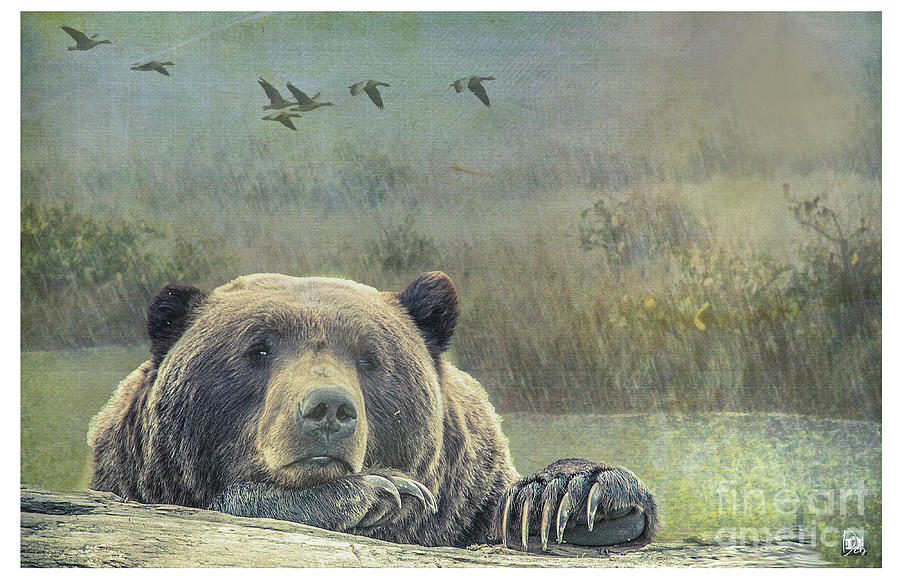 Does a Bear in the Woods Digital Art by Deb Nakano