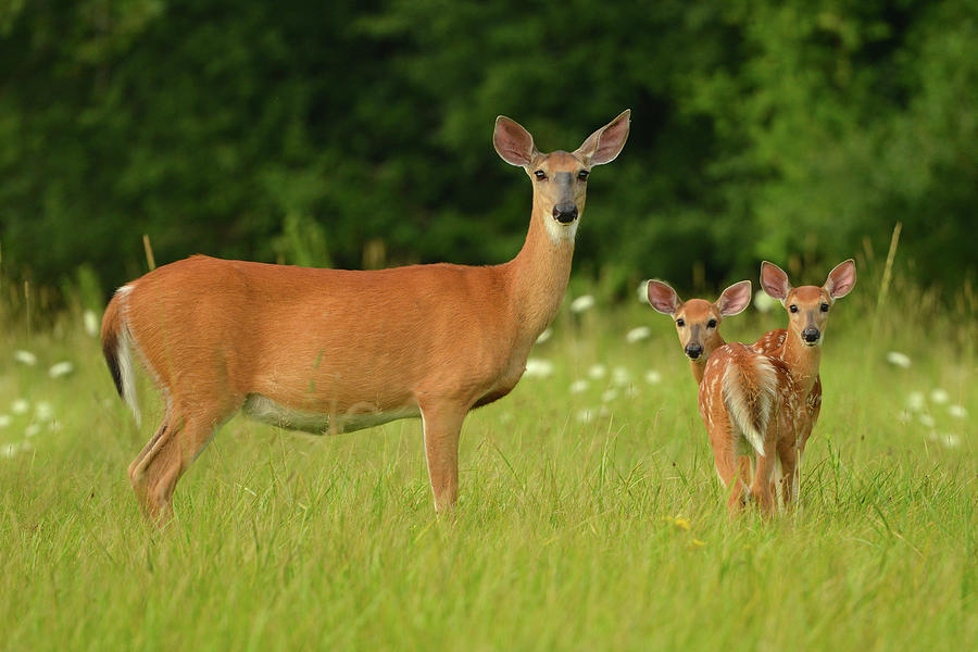 Does and Fawns Photograph by Dean Hueber - Fine Art America