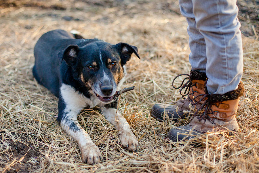 Dog & Boots Photograph by Vanessa Lassin Photography