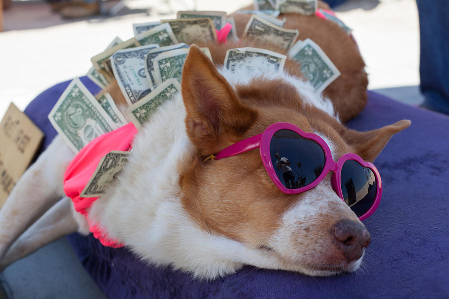 Dog & Dollar Bills Photograph by Geraint Rowland Photography