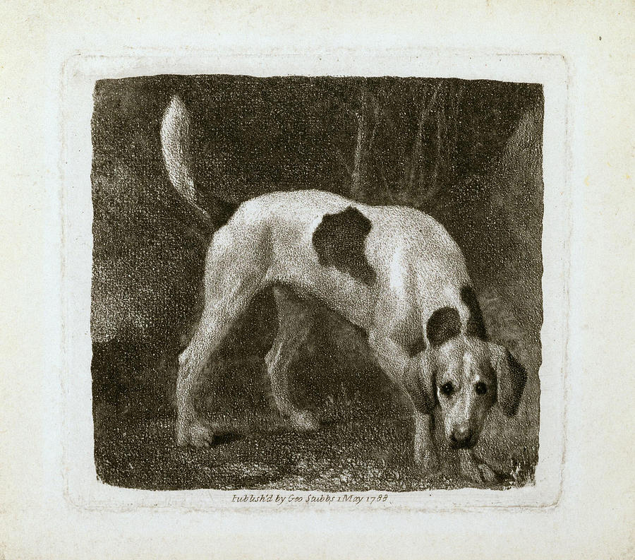 George Stubbs Painting - Dog  A Foxhound on the Scent   by George Stubbs