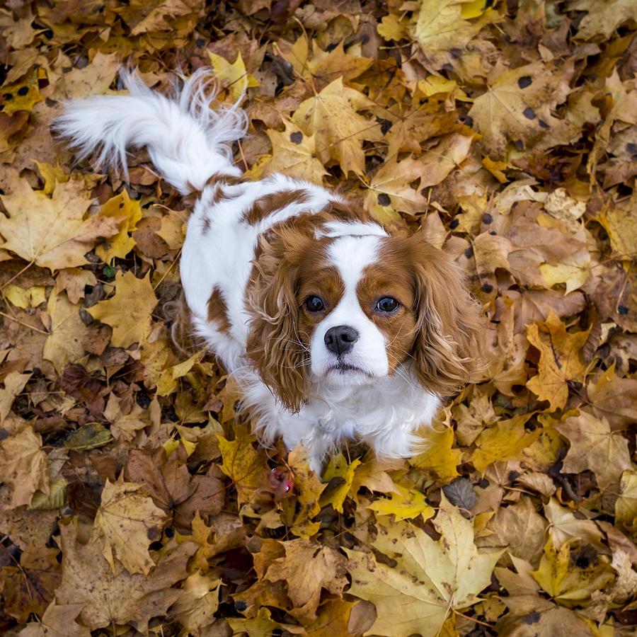 Dog among autumn leaves Photograph by Johner Images