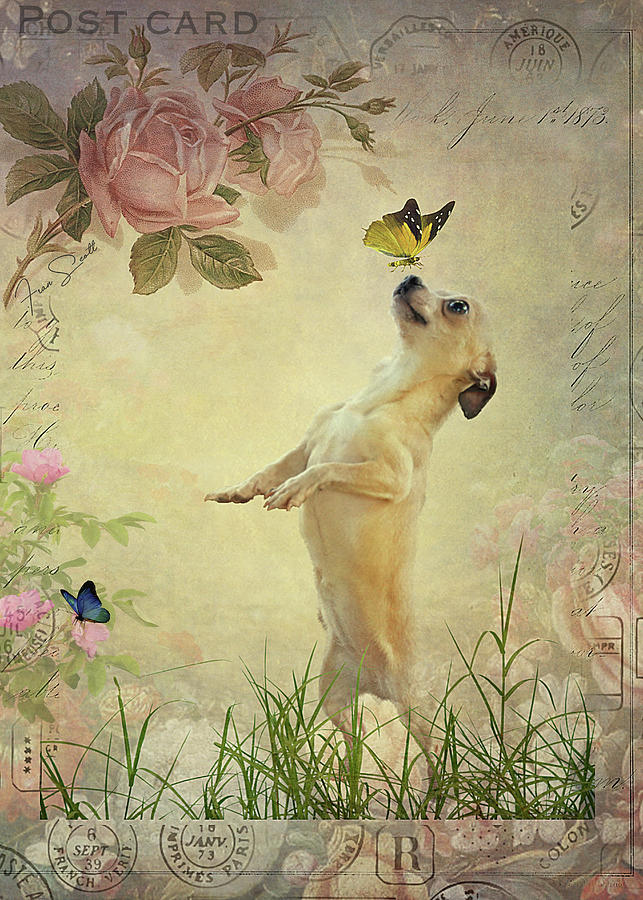 Butterfly Mixed Media - Dog and Butterfly by Fran J Scott