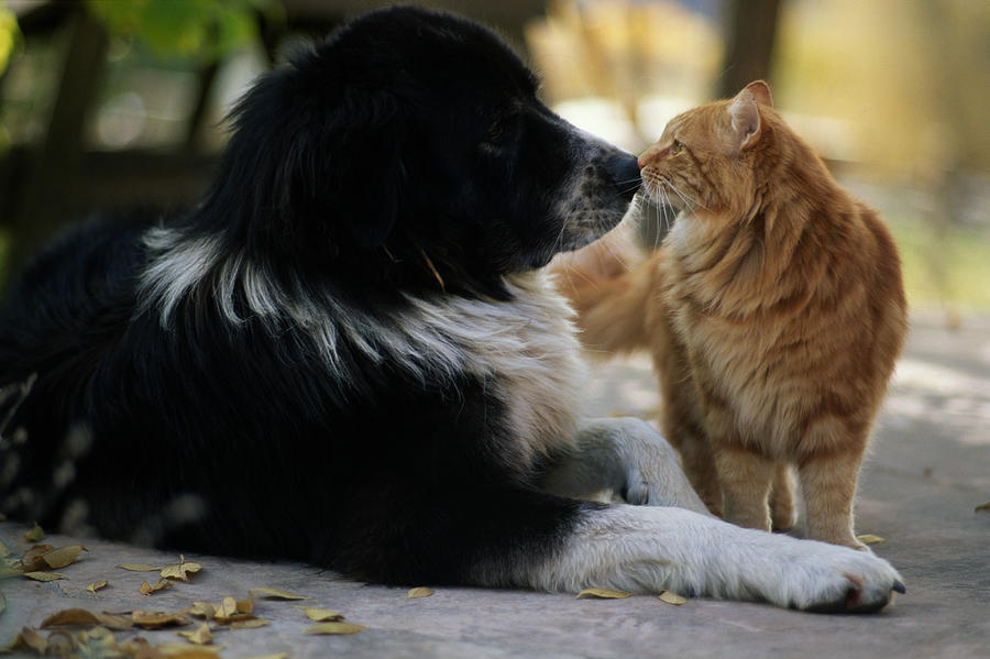 Dog And Cat Nose To Nose, Colorado Photograph by John P Kelly