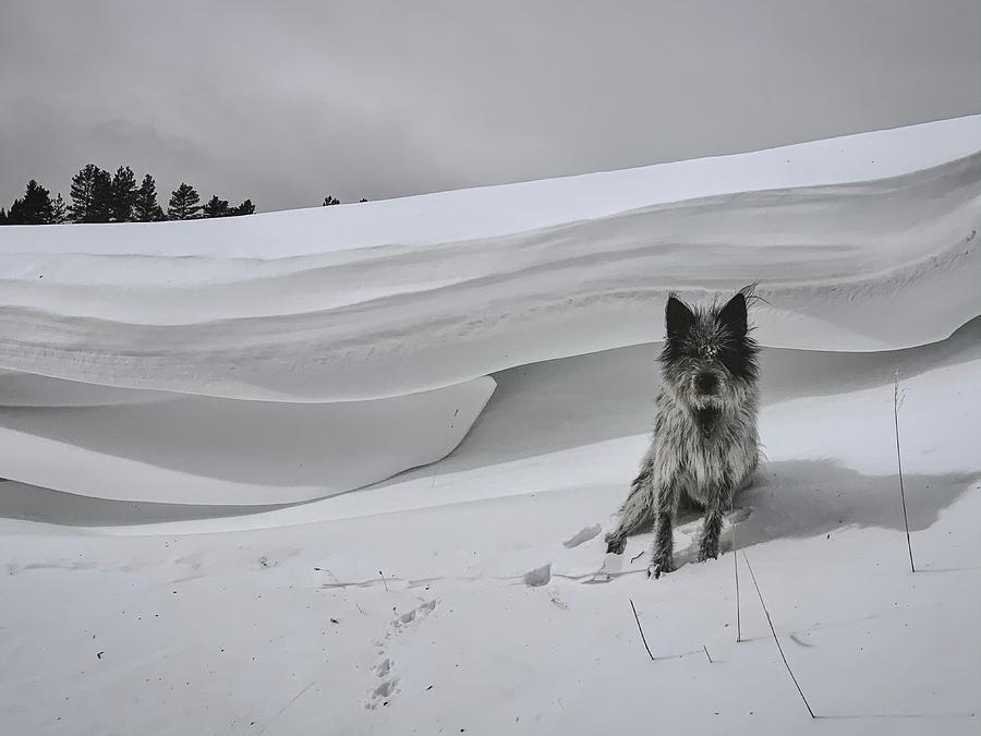 Dog and Drift Photograph by Kelly A Wolfe