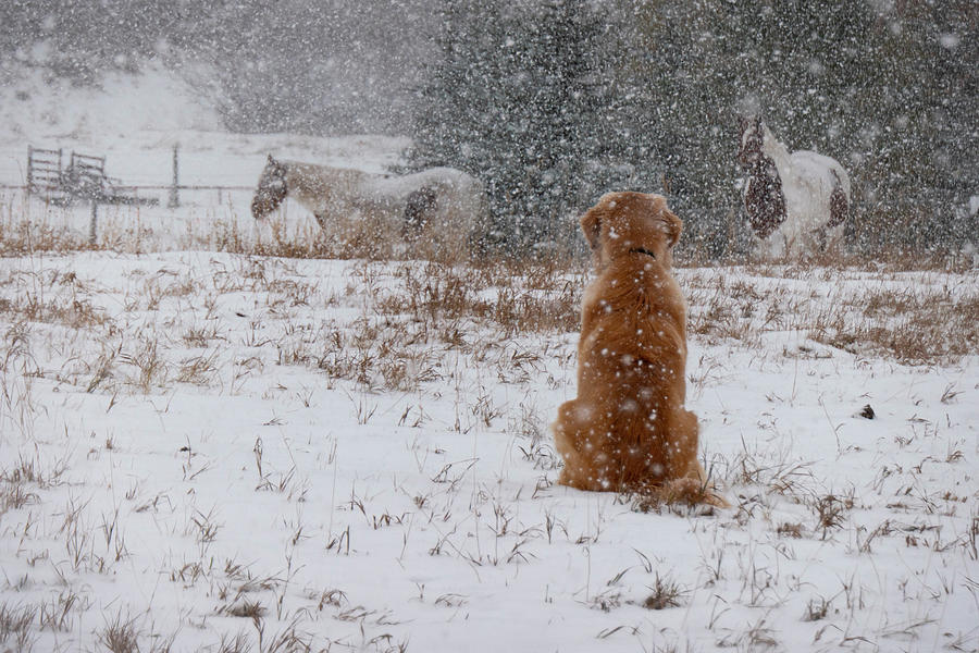 Dog And Horses In The Snow Photograph by Karen Rispin