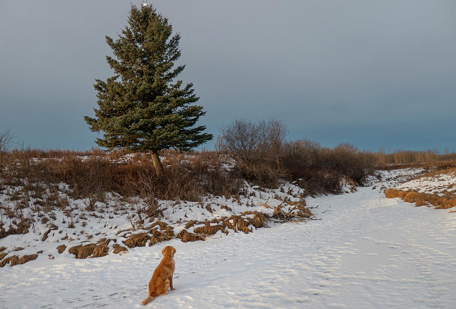 Winter Photograph - dog and natures Christmas tree by Phil And Karen Rispin