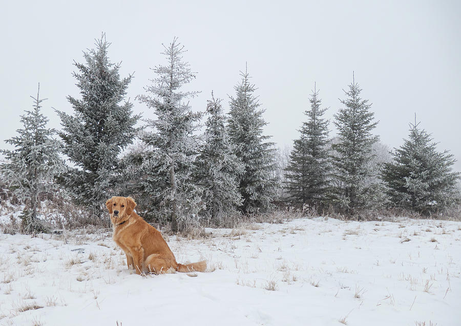 Winter Photograph - Dog and winter Christmas trees by Phil And Karen Rispin