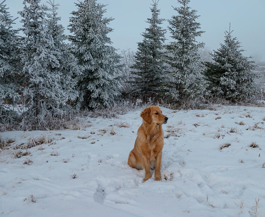 Christmas Photograph - Dog And Winter Trees by Phil And Karen Rispin