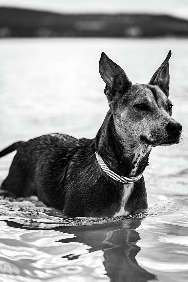 Dog Beach Photograph by Brian Anderson Dog Beach Photograph by Brian Anderson