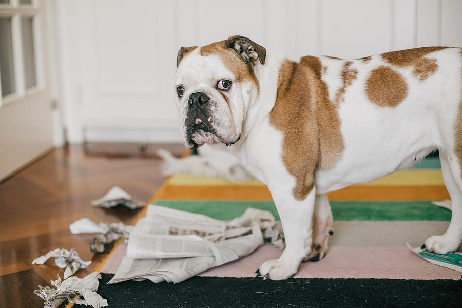 Dog Bite Some Newspaper While Alone At Home Photograph by Carol Yepes