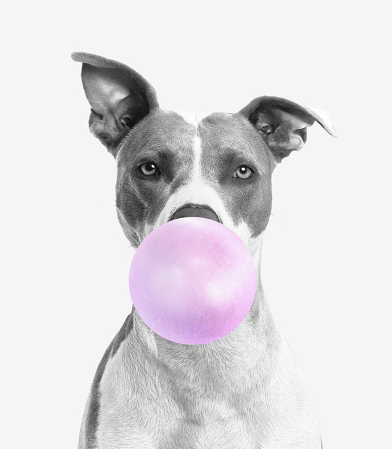 Dog Blowing Bubbles, Bubble Gum Dog Photograph by Mick Flodin