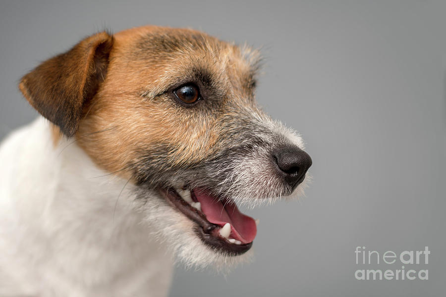 https://images.fineartamerica.com/images/artworkimages/mediumlarge/3/dog-breed-jack-russell-terrier-borislav-stefanov.jpg