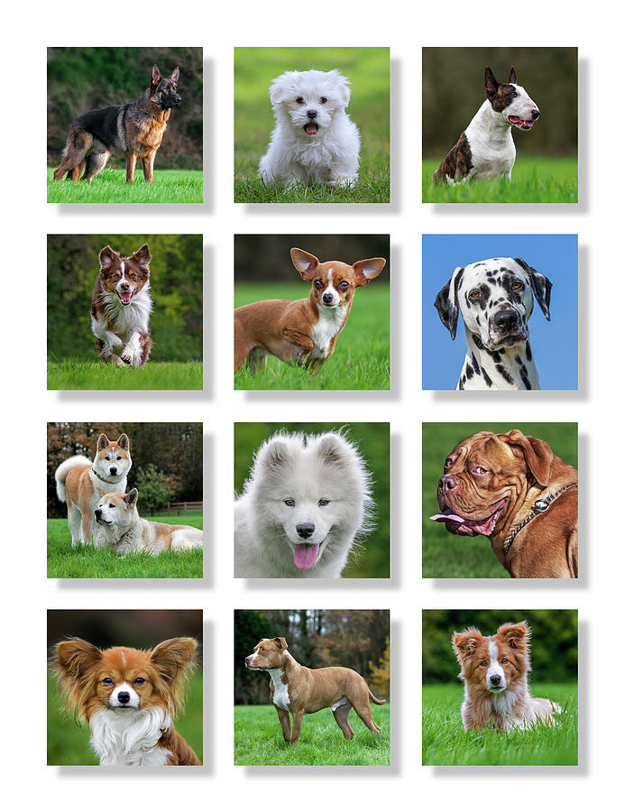 Dog Breeds Photograph by Arterra Picture Library