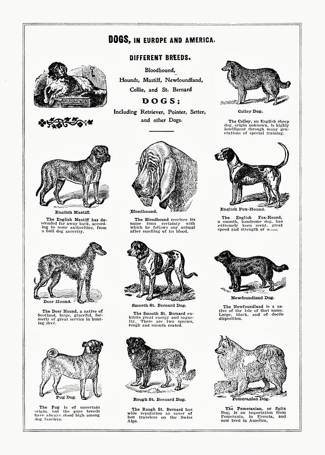 Dog Breeds Poster 1915 Digital Art by Bob Pardue