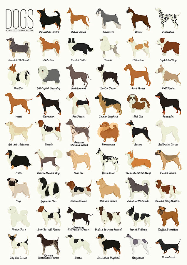 Dog Breeds Poster hipster Painting by James Joe | Fine Art America