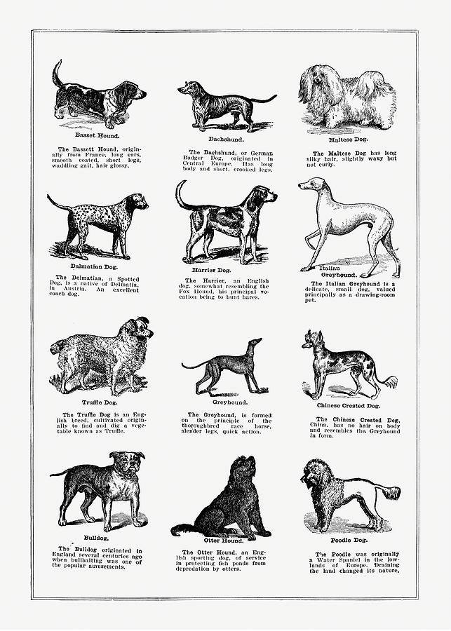 Dog Digital Art - Dog breeds - Vintage Farm Illustration - The Open Door to Independence by Studio Grafiikka