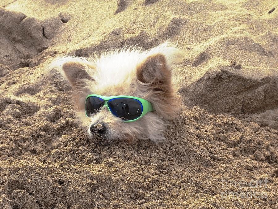 Dog Buried in Sand Photograph by Mirjana Simeunovich - Fine Art America