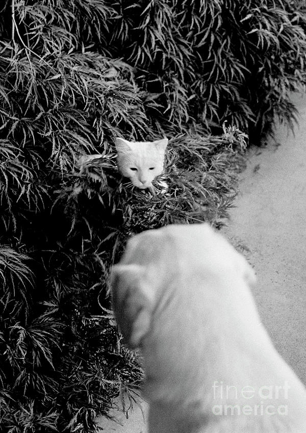 Dog, Cat stare down  Photograph by Jim Corwin