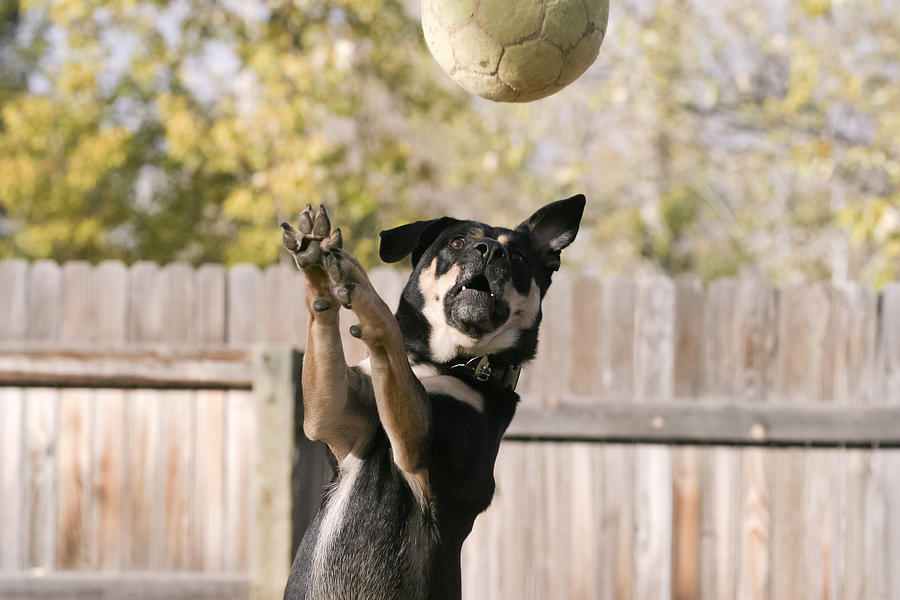 Dog catching football Photograph by Peter Heacox Photography