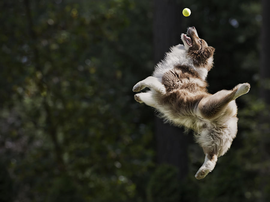 Dog catching tennis ball in mid air Photograph by Jetta Productions Inc