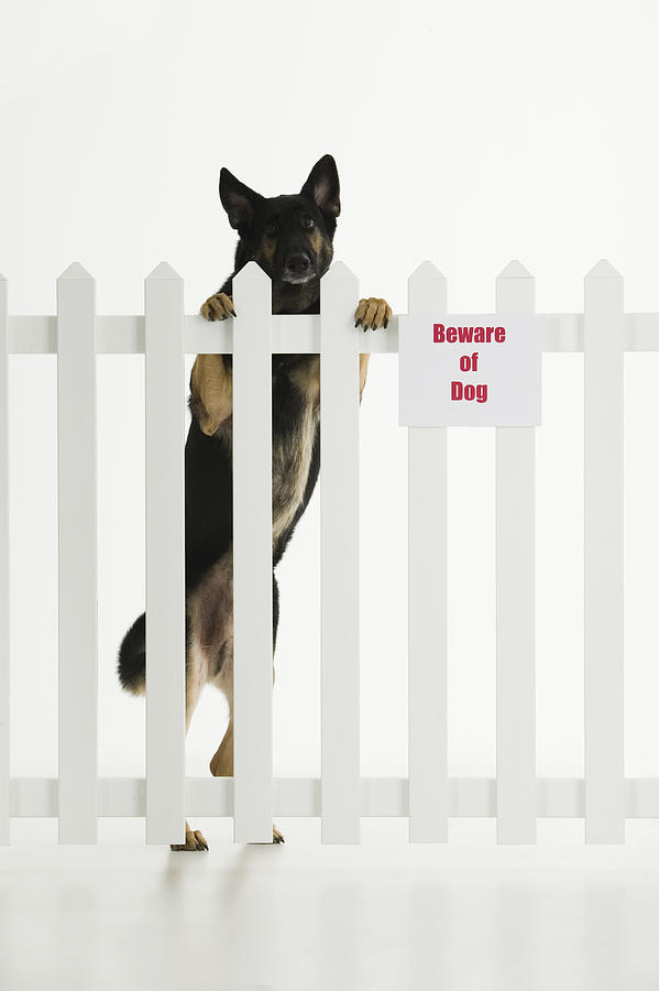 Dog climbing fence with beware of dog sign Photograph by Comstock Images