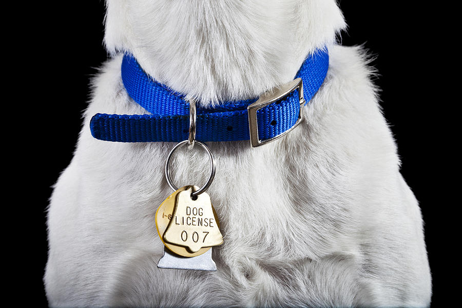 Dog collar with license Photograph by William Andrew
