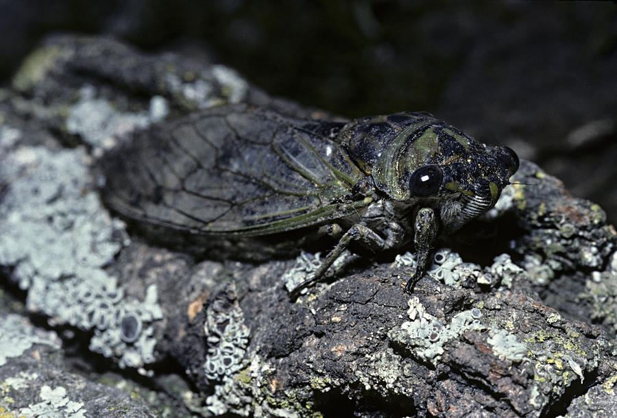 Dog Day Cicada, Tibicen canicularis, Dakota County, Minnesota, USA Photograph by James Gerholdt