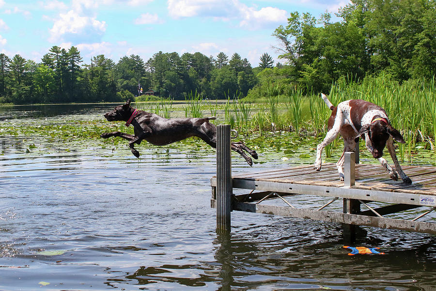 Dog Days of Summer Fun Photograph by Brook Burling
