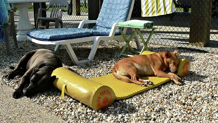Dog Days Of Summer Photograph by Kathy K McClellan