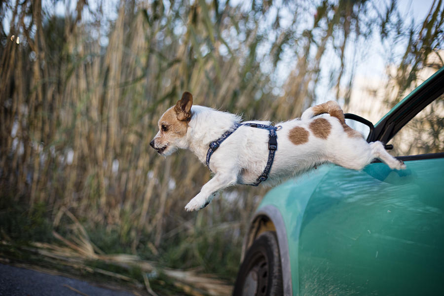 Dog escaping from car Photograph by Image taken by Mayte Torres
