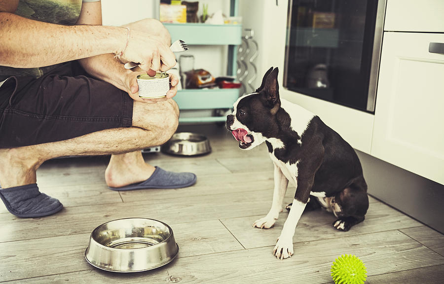 Dog feeding Photograph by MonikaBatich