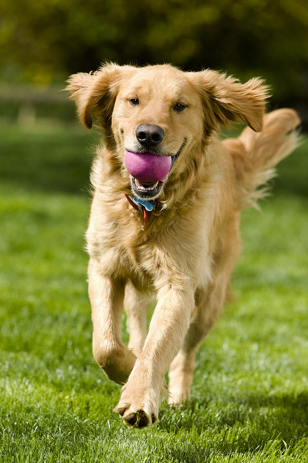 Dog - Fetch Photograph by Cmannphoto