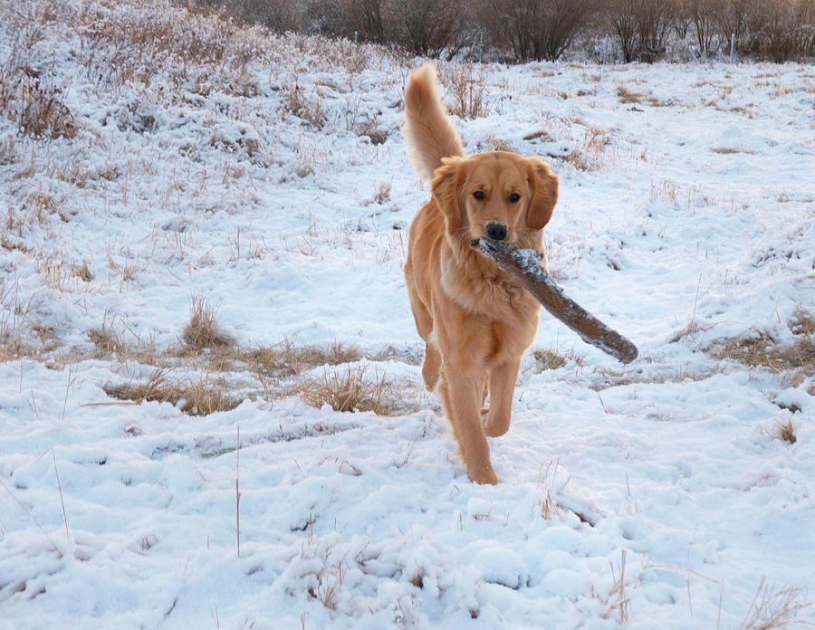 Dog Photograph - Dog Fetching In The Snow by Phil And Karen Rispin