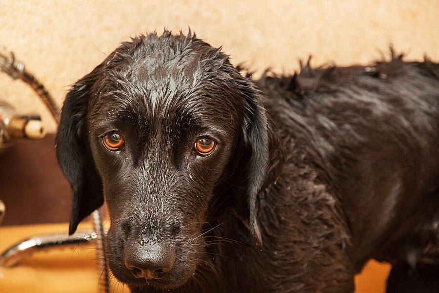 Dog getting a bath looking very sad Photograph by Christina Reichl Photography