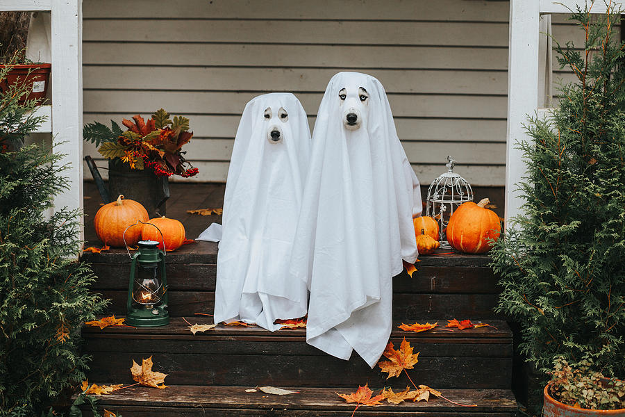 Dog Ghost For Halloween Photograph by Sergeeva