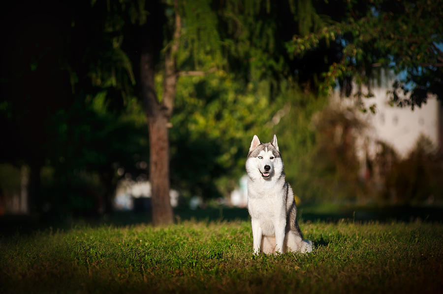 Dog Husky Sits On The Grass Photograph by Ksuksa