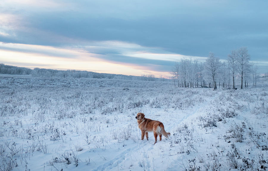 Dog in an Alberta winter pasture Photograph by Karen Rispin