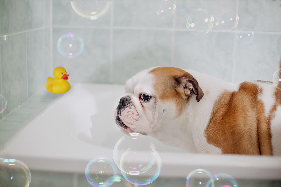 Dog In Bathtube Photograph by Carol Yepes