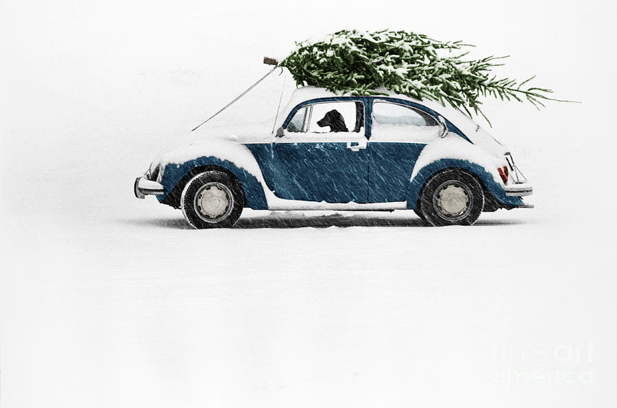 Dog in Car with Christmas Tree Photograph by Ulrike Welsch