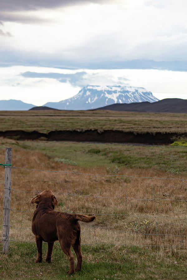 Dog in Iceland Photograph by Eldon McGraw Fine Art America