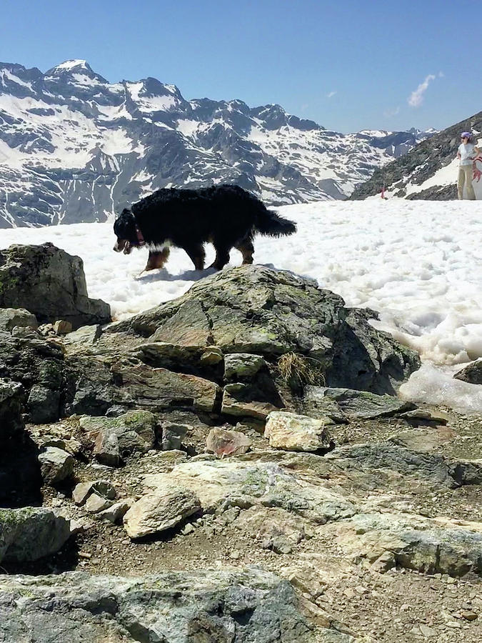 Dog in Pontresina , good boy in the snow by Andrea Dog in Pontresina , good boy in the snow by Andrea