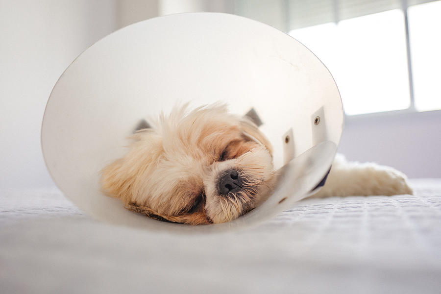 Dog in protective cone Photograph by Elzauer
