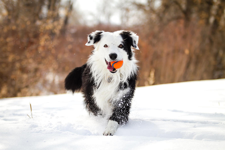 Dog In Snow With Red Ball Photograph by Anda Stavri Photography