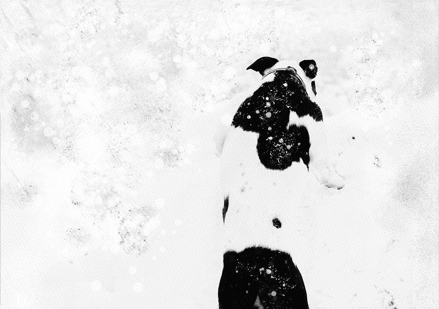Dog In Snowstorm Digital Art by Sue Capuano