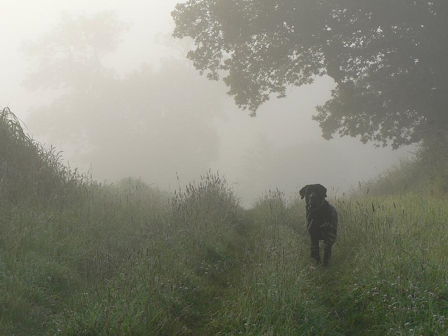 DOGS IN THE FOG